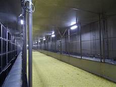 Iqf Freezers